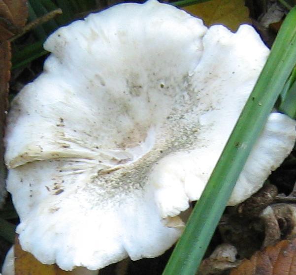 Funghi del Padule di Fucecchio